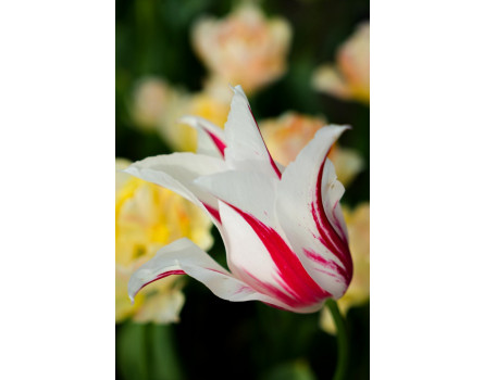 Lilienblütige Tulpe 'Marilyn' 