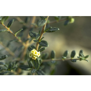 Moujean-Tee (Nashia inaguensis)