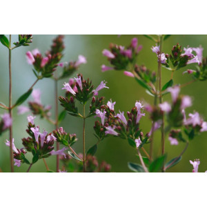Blüten-Oregano (Origanum x laevigatum 'Aromatico')