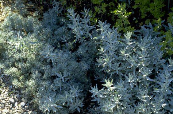 Artemisia ludoviciana und Artemisia canescens