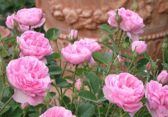 Rose Pompon de Bourgogne